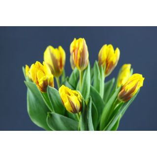 Tulip  Princes Margriet