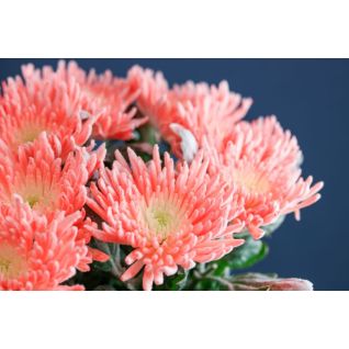 Chrysantemum Anastasia colored Snow (Pink)