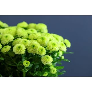 Chrysantemum