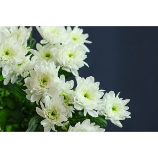 Chrysantemum Baltica