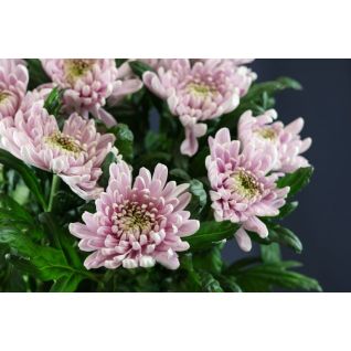 Chrysantemum Rossano