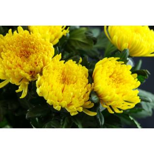 Chrysantemum Pjotr