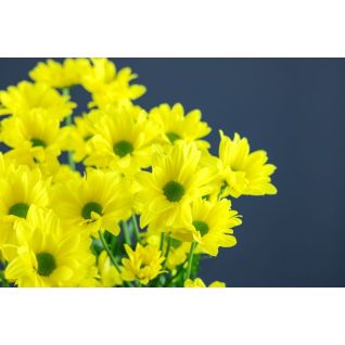 Chrysantemum Celebrate