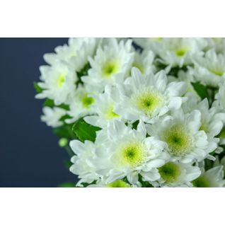 Chrysantemum Radost