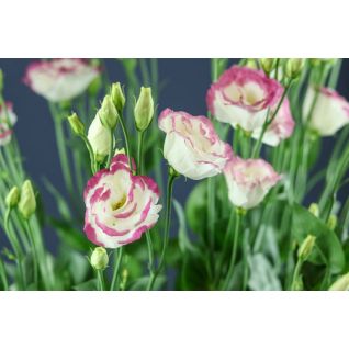 Lisianthus Rosita Hot Lips