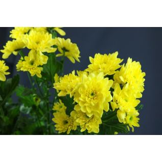 Chrysantemum Baltica Yellow