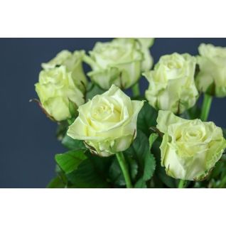 Rozes White Naomi Porta