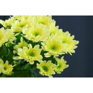 Chrysantemum Radost cream