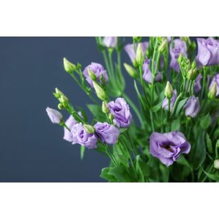 Lisianthus Mariachi Lavender