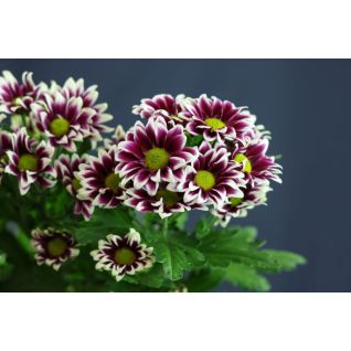 Chrysantemum Haydar