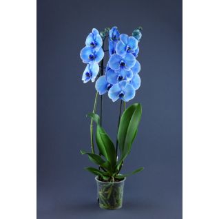 Phalaenopsis Blue Painted 2stams