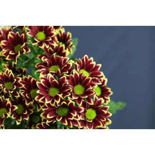 Chrysantemum Haydar Yellow