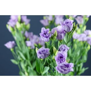 Lisianthus Croma Lavender