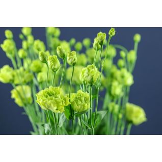 Lisianthus Rosan Green