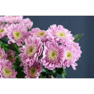 Chrysantemum Optimist