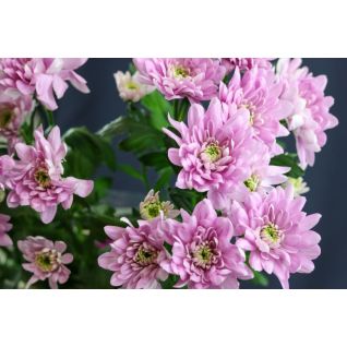 Chrysantemum Baltica Pink