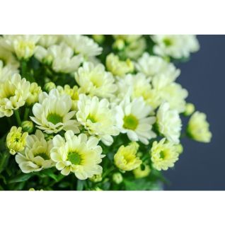 Chrysantemum Santini Rossi White