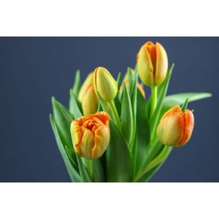 Tulip Icoon