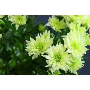 Chrysantemum Baltica Lime