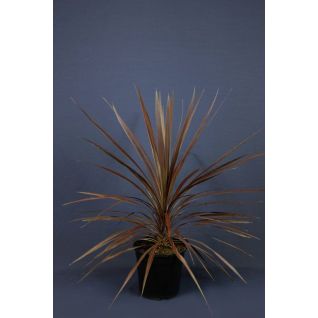 Cordyline Australis Red Star p17cm