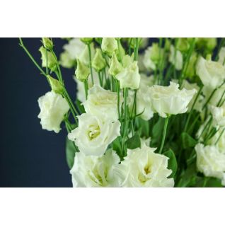 Lisianthus Alissa White