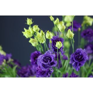 Lisianthus Alissa Blue