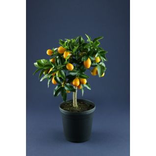 Citrus Japonica (Kumquat)