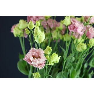 Lisianthus Alissa Pink