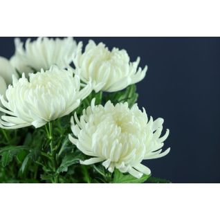 Chrysantemum Gagarin