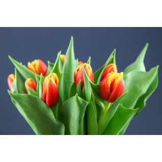 Tulip Minsk