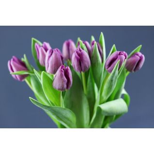 Tulip Bullet Purple