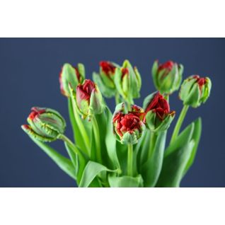 Tulip Rococo Double