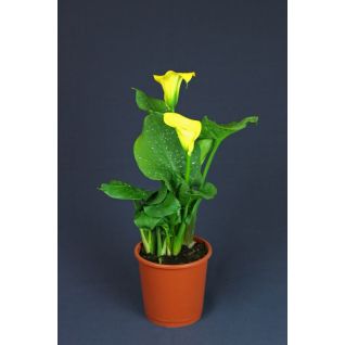 Zantedeschia Calla Yellow