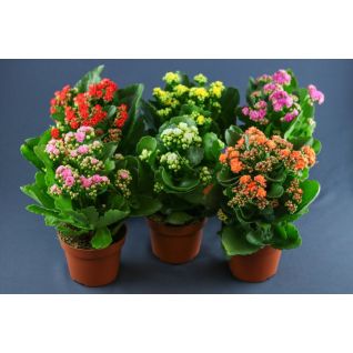 Kalanchoe KALANCHOE PILD p12 MIX Palete