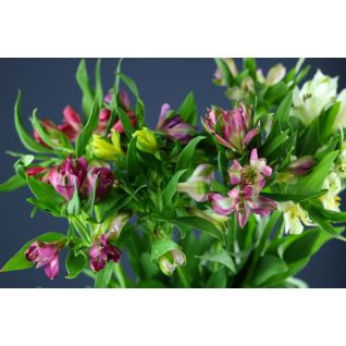 Alstromeria Mix