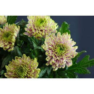 Chrysantemum Rossano Charlotte