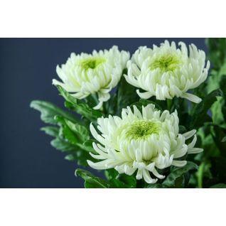 Chrysantemum Magnum