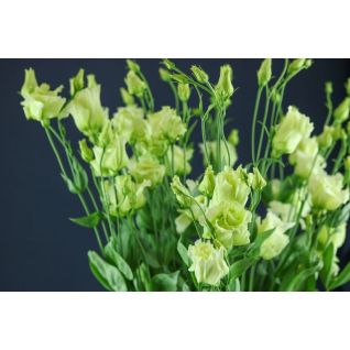 Lisianthus Alissa Green