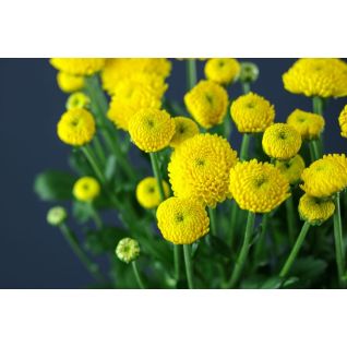 Chrysantemum Limoncello