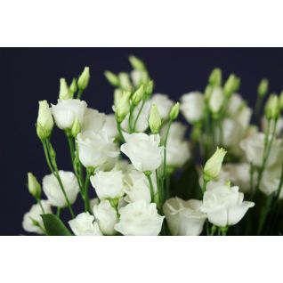 Lisianthus Rosita White