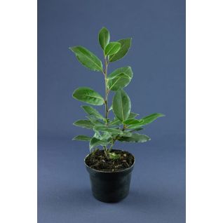 Laurus Nobilis p10