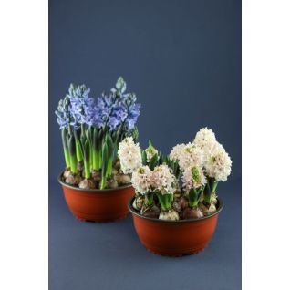 Hyacinthus 9 stams