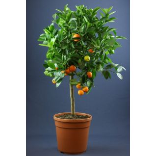 Citrus Microcarpa