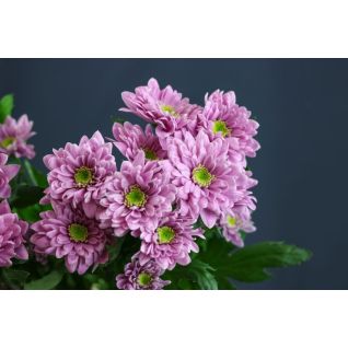 Chrysantemum Fianna