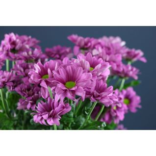 Chrysantemum Memphis Pink