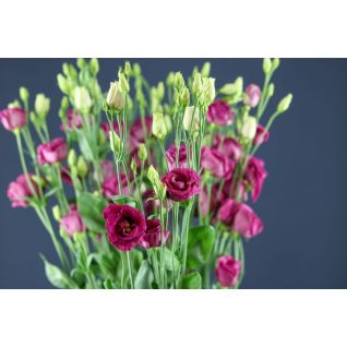 Lisianthus Rosita Red