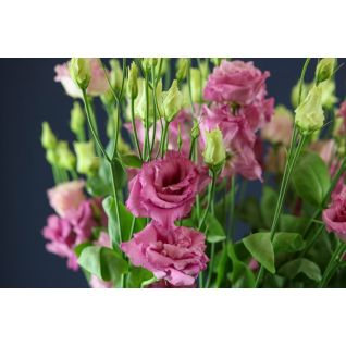 Lisianthus Alissa Rose