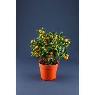 Citrus Calamondin