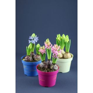 Hyacinthus 3 stams