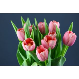 Tulip Tresor